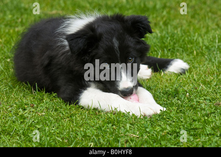 Il jack 8 settimane vecchio Border Collie cucciolo Foto Stock