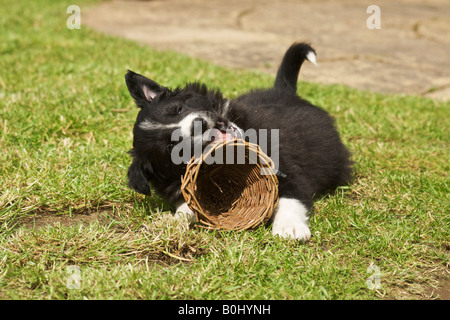 Il jack 8 settimane vecchio Border Collie cucciolo Foto Stock