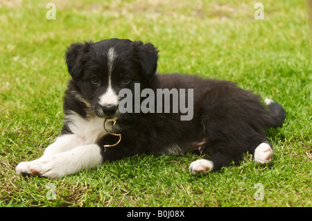 Il jack 8 settimane vecchio Border Collie cucciolo Foto Stock