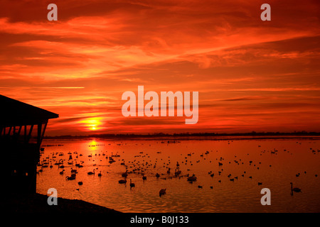 Inverno drammatico tramonto su Mute e Whooper cigni WWT Welney lavaggi riserva nazionale di uccelli Cambridgeshire England Regno Unito Regno Unito Foto Stock