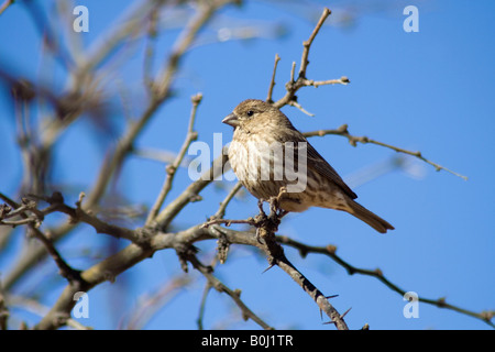 Casa femmina finch (Carpodacus Mexicanus), Arizona, Stati Uniti d'America Foto Stock