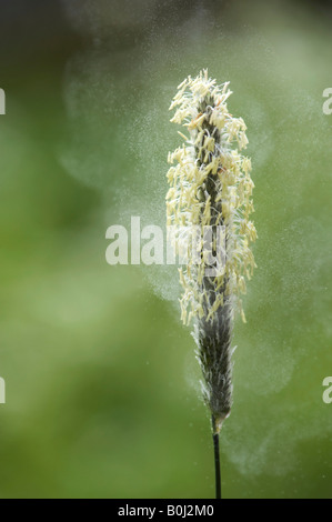 Il polline viene rilasciato da un fiore di erba in campagna inglese Foto Stock