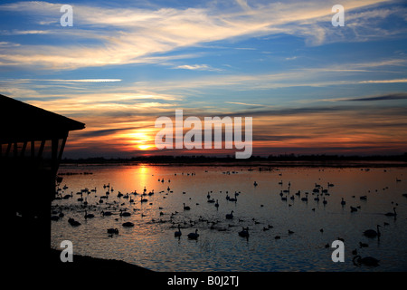 Inverno drammatico tramonto su Mute e Whooper cigni WWT Welney lavaggi riserva nazionale di uccelli Cambridgeshire England Regno Unito Regno Unito Foto Stock