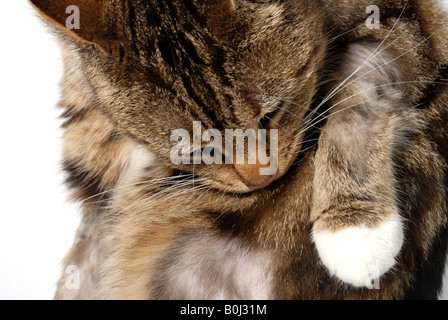 Gatto con infezione di dermatite Foto Stock