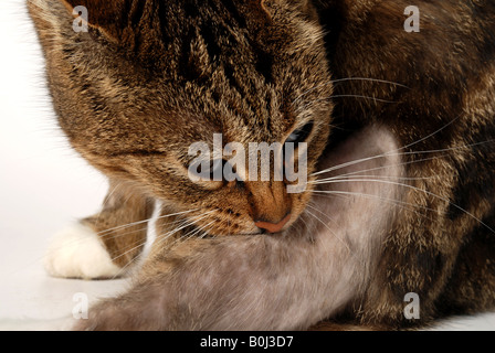 Gatto che lambiscono di molto la dermatite Foto Stock