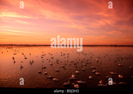 Drammatico tramonto in inverno Mute del Whooper cigni WWT Welney lavaggi riserva Cambridgeshire England Regno Unito Regno Unito Foto Stock