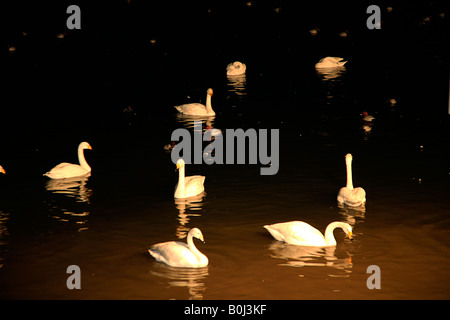 Adulto Cigni muti Cygnus olor Whooper's cigni Cygnus cygnus uccelli alimentazione serale WWT Welney lavaggi riserva Cambridgeshire Regno Unito Foto Stock