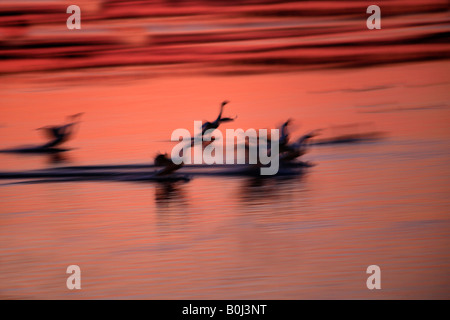 Tramonto in inverno stagliano Mute del Whooper cigni in atterraggio a WWT Welney lavaggi riserva Cambridgeshire Inghilterra Gran Bretagna UK Europa Foto Stock