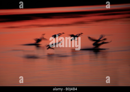 Tramonto in inverno stagliano Mute del Whooper cigni in atterraggio a WWT Welney lavaggi riserva Cambridgeshire Inghilterra Gran Bretagna UK Europa Foto Stock