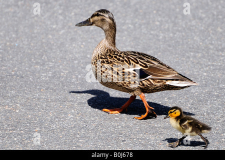 Gallina di Mallard duck walking seguita da baby anatroccolo Foto Stock