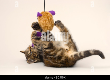 Otto settimane vecchio cucciolo giocando con il giocattolo Foto Stock