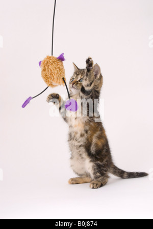 Otto settimane vecchio cucciolo giocando con il giocattolo Foto Stock