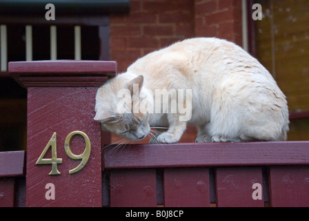 Un gatto domestico segna il territorio sfregando le sue ghiandole odorose contro una porta post Foto Stock