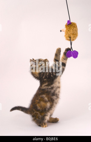 Otto settimane vecchio cucciolo giocando con il giocattolo Foto Stock