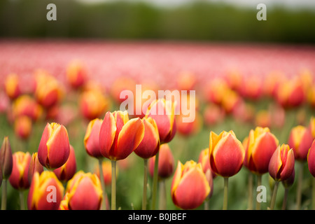Rosso-tulipani gialli su un campo Foto Stock