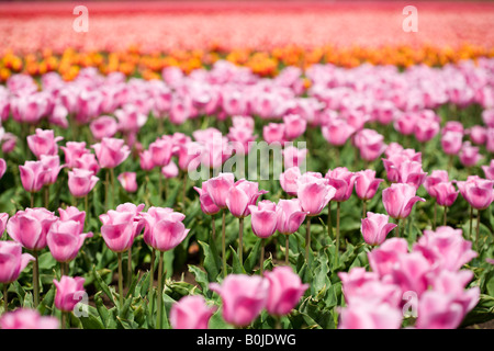 Campo di tulipani multicolori Foto Stock