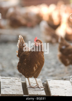 Un intervallo libero hen roam liberamente fuori nel lato del paese. Galline con libero accesso all'aperto di produrre di più e di più elevata qualità delle uova. Foto Stock