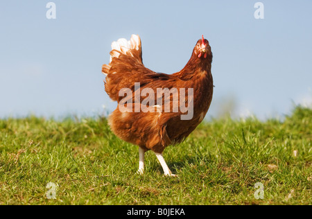 Un intervallo libero hen roam liberamente fuori nel lato del paese. Galline con libero accesso all'aperto di produrre di più e di più elevata qualità delle uova. Foto Stock