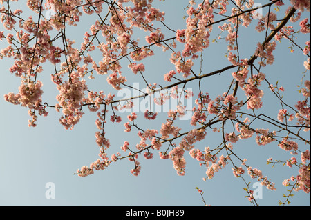 Il Parco Ueno, Tokyo, Giappone. La fioritura dei ciliegi (Sakura) in primavera Foto Stock
