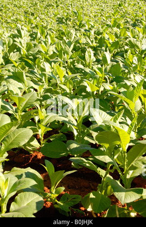 Vista ravvicinata di una piantagione di tabacco Foto Stock