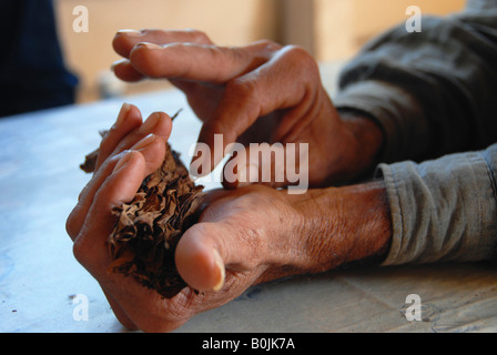 Le mani di un coltivatore di tabacco laminazione di un sigaro Foto Stock