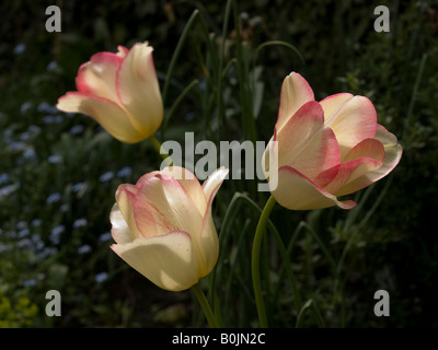 Tre singole tulipani Foto Stock