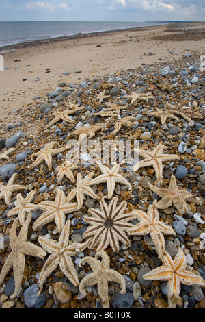 Starfish sulla Tideline Cley Beach NORFOLK REGNO UNITO Aprile Foto Stock