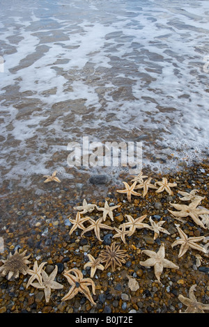 Starfish si è lavato su Cley Beach Norfolk aprile Foto Stock