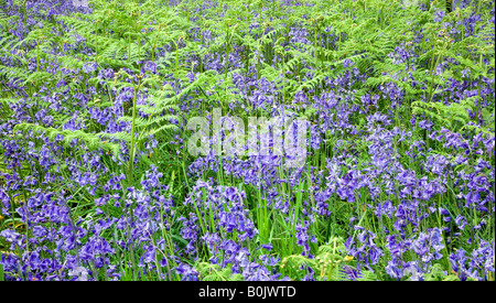 Bluebells bracken e di erba Foto Stock