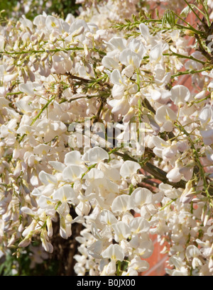 Primo piano del fiore bianco Wisteria Floribunda Alba in un giardino di Cheshire England Regno Unito Foto Stock