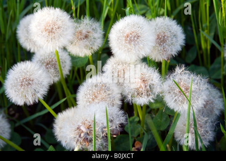 Un mazzetto di tarassaco sulla molla di campo. Foto Stock