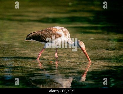 Ritratto di un immaturo ibis bianco Eudocimus albus alimentando in una palude Everglades Foto Stock