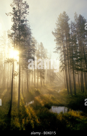 Stati Uniti Idaho nebbia di mattina con la luce fa capolino attraverso lodge pole pineta Foto Stock