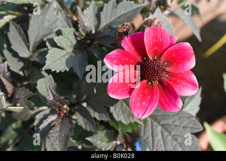 Foglie scure dahlia chiamati Angeli scuro Dracula in Maggio Foto Stock