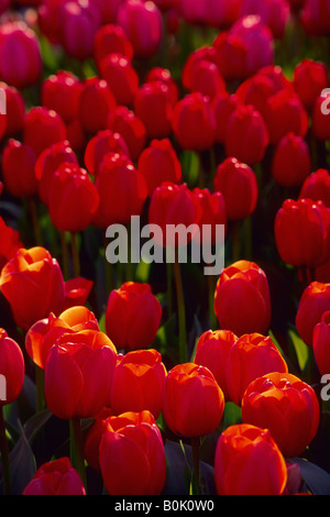 Un primo piano di un campo di rosso arancione e rosa tulipani La Conner Washington STATI UNITI D'AMERICA Foto Stock