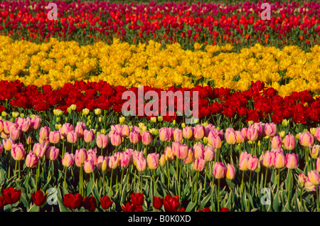 Un campo di rosso rosa e tulipani gialli La Conner Washington STATI UNITI D'AMERICA Foto Stock