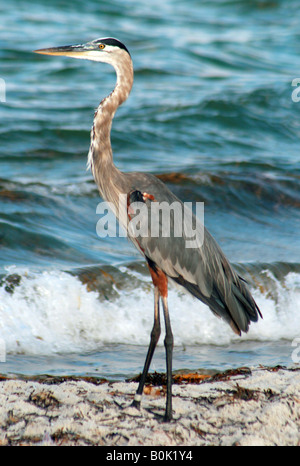 Heron sulla costa del Golfo della Florida Madeira Beach Flori Foto Stock