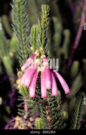 Erica verticillata-famiglia Ericaceae Foto Stock