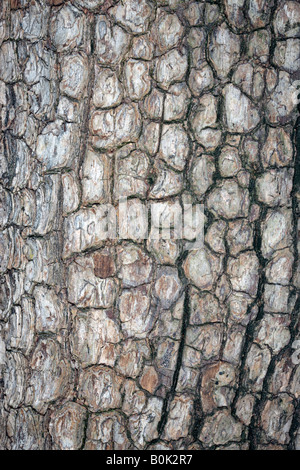 Data giapponese prugna di corteccia di albero /Kaki kaki Tree-Diospyros-famiglia Ebenaceae Foto Stock