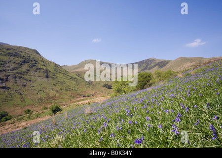 Valley con bluebells fioritura in primavera con cresta Nantlle dietro nel Parco Nazionale di Snowdonia. Cwm Pennant Gwynedd Wales UK Foto Stock