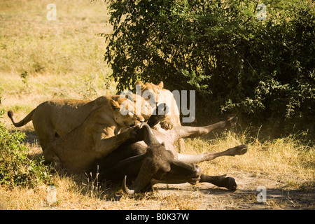 Caccia leonesse preda di attacco 3 Lions per adulti di cattura bufali che sta lottando per sfuggire in Okavango Delta del Botswana Foto Stock