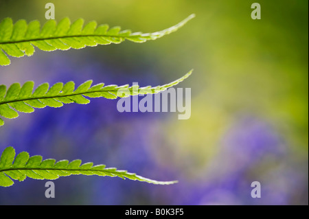 Pteridium aquilinum. Bracken, foglia di felce pattern nella campagna inglese contro una offuscata bluebell sfondo Foto Stock