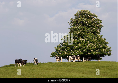 Vacche da latte da un cavallo castagno nella campagna inglese. Oxfordshire, Inghilterra Foto Stock