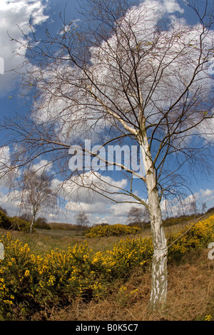 Kelling Heath Riserva Naturale NORFOLK REGNO UNITO Aprile Foto Stock