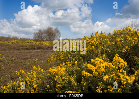 Kelling Heath Riserva Naturale NORFOLK REGNO UNITO Aprile Foto Stock