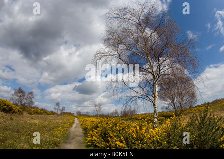 Kelling Heath Riserva Naturale NORFOLK REGNO UNITO Aprile Foto Stock