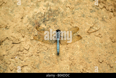 Un blu brillante, grandi dragonfly poggia su una argilla riverbed Foto Stock