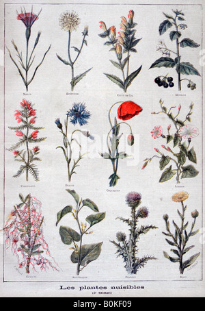 Piante nocive, 1897. Artista: F Meaulle Foto Stock