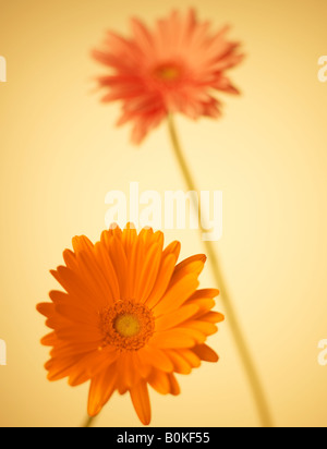 Due Margherite Gerbera Foto Stock