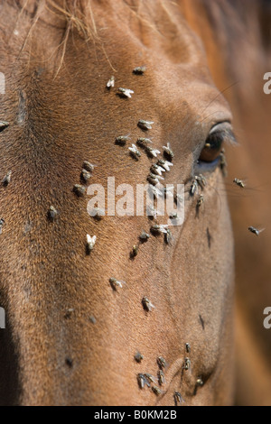 Vola su un cavallo s volto Oxfordshire England Regno Unito Foto Stock